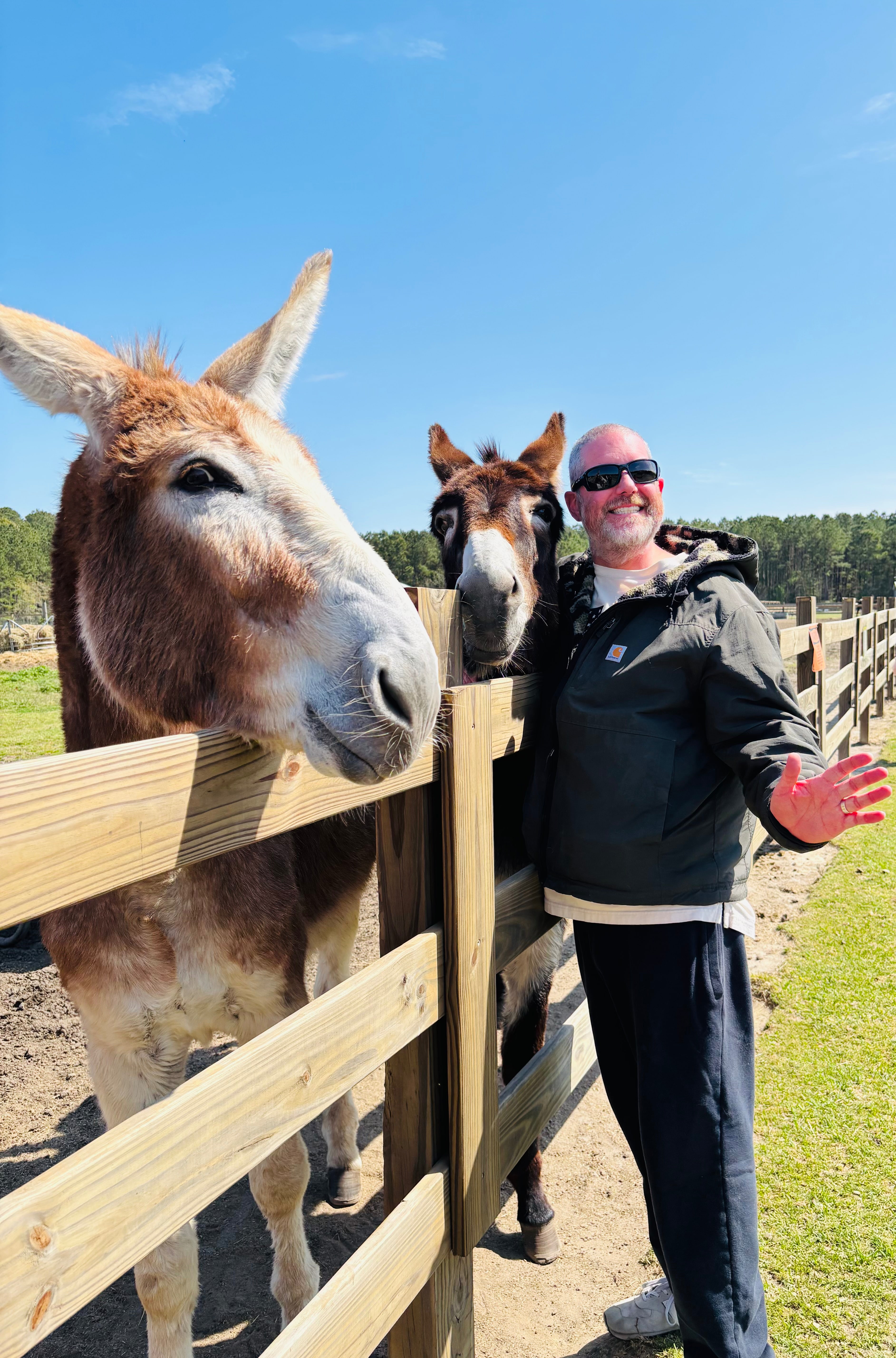 Harry Wynn with a couple of very opinionated mules